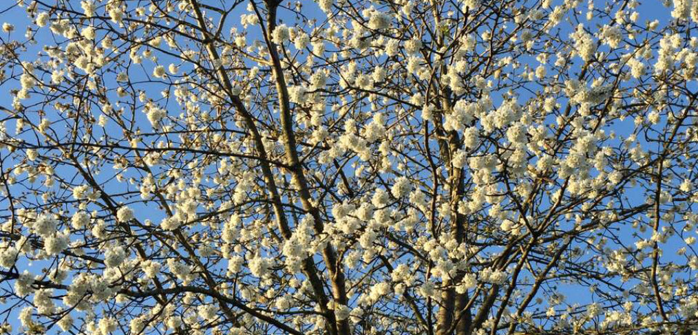 Spring blossom photo by Ali Pretty
