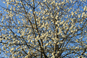 Spring blossom photo by Ali Pretty