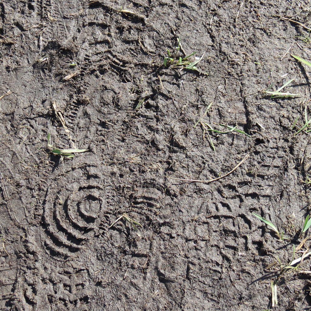 Footprints in mud