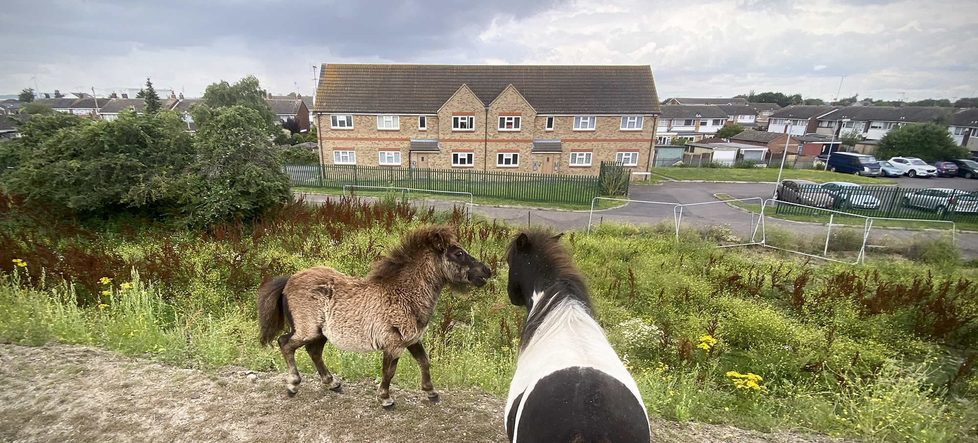 Horses on the edge of Tilbury credit Kevin Rushby 
